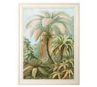 Exceptional Art C.1904 Study Of Ferns Print - 38 x 50cm - Black - Fern Print