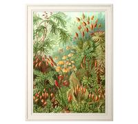 Exceptional Art C.1904 Study Of Ferns Print - 50 x 70cm - Black - Mosses