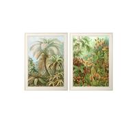 Exceptional Art C.1904 Study Of Ferns Print - 70 x 95cm - Black - Collection of 2