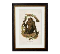 Exceptional Art c.1910 Collection of Primates - 38 x 50cm - Black - Chimpanzee