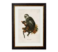 Exceptional Art c.1910 Collection of Primates - 38 x 50cm - Black - Hose's Langur