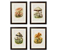 Exceptional Art c.1913 Edible Mushrooms - 50 x 70cm - Black - Collection of 4