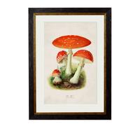 Exceptional Art c.1913 Fly Agaric - 50 x 70cm - Oxford Slim - Fly Agaric