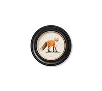 Exceptional Art Red Fox - Round Frame - 44 x 44cm - Oxford Round