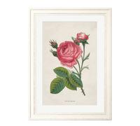 Exceptional Art Rose Floral Illustrations - 38 x 50cm - Black - Pink Rose