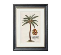 Exceptional Art Studies of Palms - 38 x 50cm - Black - Coconut Palm