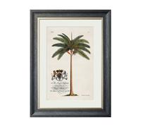 Exceptional Art Studies of Palms - 38 x 50cm - Black - King Palm