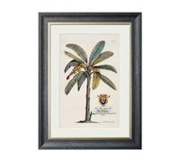 Exceptional Art Studies of Palms - 50 x 70cm - Black - Banana Palm