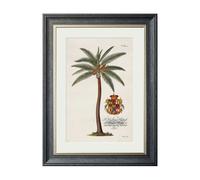 Exceptional Art Studies of Palms - 50 x 70cm - Black - Coconut Palm