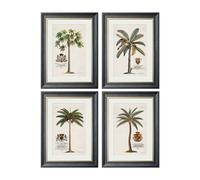 Exceptional Art Studies of Palms - 70 x 95cm - Black - Collection of 4