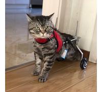 EXCLURA Dog Wheelchair Adjustable 2 Wheel Cat/Pet Wheelchair, Kitten Mobility Aid for Paralyzed Back Leg, Lightweight Small Doggie Cart, Small, Medium & Large Size(SIZE S)