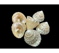 Exclusive Global 100% Genuine Moti Sankh or Pearl Conch for Godess Mahalakshmi Hindu Puja Set of 2