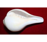 Exclusive Global 3" Auspicious Hindu Diwali Havan Blowing Conch Shell Bajanewala Puja Shankh Gift - White