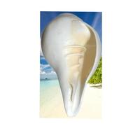 Exclusive Global Vaamavarti Blowing Conch Shell, White, 6x9x5 cm, Bajanewala Puja Shankh for Havan Hindu Religious Ceremonies