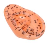 EXHUMKY Realistic Ear Model for Acupuncture Teaching Human Body Acupressure Points Simulation for Nursing Training and Massage Practice Anatomical Prop Tool for Reflexology