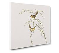 Exile Warbler Bird by Elizabeth Gould Canvas Print | Gallery Wrapped 30mm Frame Wall Art | 20x20 inches | Ready to Hang | Retro Animals Picture | Living Room Bedroom Lounge Office