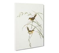 Exile Warbler Bird By Elizabeth Gould Canvas Print | Gallery Wrapped 30mm Frame Wall Art | 24x16 inches | Ready to Hang | Retro Animals Picture | Living Room Bedroom Lounge Office