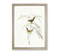 Exile Warbler Bird By Elizabeth Gould Vintage Framed Print | A2 Oak Framed Wall Art | Ready to Hang | Classic Nature Picture | Living Room Bedroom Lounge Office