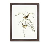 Exile Warbler Bird By Elizabeth Gould Vintage Framed Print | A4 Walnut Framed Wall Art | Ready to Hang | Classic Nature Picture | Living Room Bedroom Lounge Office