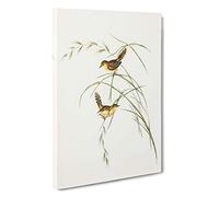 Exile Warbler by Elizabeth Gould Canvas Print | Gallery Wrapped 30mm Frame Wall Art | 30x20 inches | Ready to Hang | Modern Picture | Living Room Bedroom Lounge Office