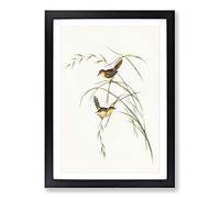 Exile Warbler by Elizabeth Gould Framed Print | A2 Black Framed Wall Art | Ready to Hang | Modern Nature Picture | Living Room Bedroom Lounge Office