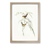 Exile Warbler by Elizabeth Gould Framed Print | A2 Oak Framed Wall Art | Ready to Hang | Modern Nature Picture | Living Room Bedroom Lounge Office