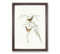 Exile Warbler by Elizabeth Gould Framed Print | A2 Walnut Framed Wall Art | Ready to Hang | Modern Nature Picture | Living Room Bedroom Lounge Office