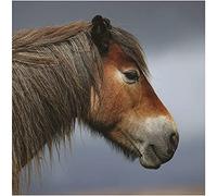 Exmoor Pony Sound Greeting Card Any Occasion Call of The Wild Cards RWSN056