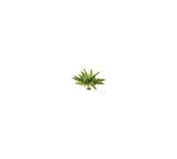 Exo Terra Boston Fern Rainforest Plant (medium)