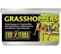 Exo Terra Grasshoppers - L