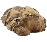 Exo-Terra Spider Orchid