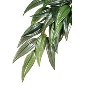 Exo Terra Silk Rucus Reptile Vivarium Plants