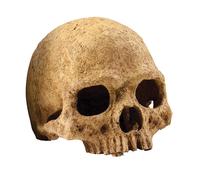 Exo Terra Reptile Vivarium Decor Primate Skull
