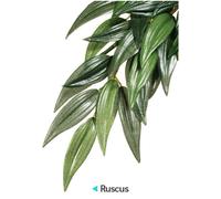 Hagen Exo Terra Reptile Plant Silk Plant Ruscus Medium