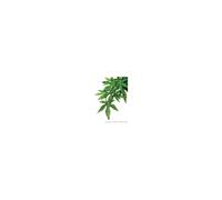 Exo Terra Silk Abutilon Plant Medim