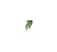Exo Terra Silk Ruscus Plant (large)