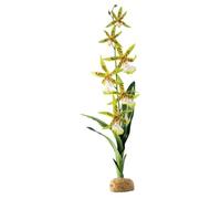 Exo Terra Spider Orchid