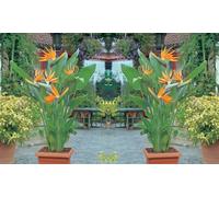 Exotic Bird of Paradise Plants + Optional Grey Patio Planter: 2 Plants