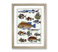 Exotic Fish Illustration Vintage Framed Print | A4 Oak Framed Wall Art | Ready to Hang | Classic Animal Picture | Living Room Bedroom Lounge Office