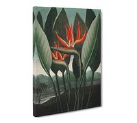 Exotic Flowers By Robert John Thornton Vintage Canvas Wall Art Print Ready to Hang, Framed Picture for Living Room Bedroom Home Office Décor, 24x16 Inch (60x40 cm)