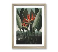 Exotic Flowers By Robert John Thornton Vintage Framed Print | A2 Oak Framed Wall Art | Ready to Hang | Classic Floral Picture | Living Room Bedroom Lounge Office