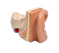 Expanded human ear anatomy model shows the inner ear structure anatomical hearing organ model on the outer ear of the lecture report