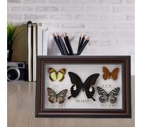 Exquisite Butterflies Specimen, Insect Specimen, for Family for Friends(Black frame)