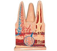 Extended Model of The Anatomy of The Villi of The Small Intestine Medical Anatomical Human Digestive System Model Villi