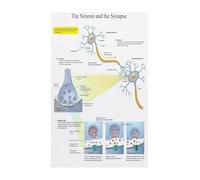 EXTOAOIK Poster The Neuron and Synapse Anatomy Chart Brain Cell Communication Diagram for Science Class Office Decor(Unframed,08X12inch(20X30cm))