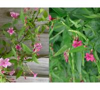 Extra Large 3-4Ft Jasmine Beesianum Climber Red Jasmine Fragrant Plant In A 3 Litre Pot By Direct Plants