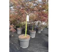 Extra Large Acer Palmatum Dissectum Crimson Queen In A 7.5 Litre Pot By Direct Plants
