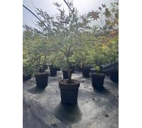 Extra Large Acer Palmatum Dissectum Seiryu In A 7.5 Litre Pot By Direct Plants