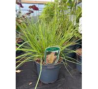 Extra Large Cortaderia "tiny Pampa" Dwarf Pampas Grass In A 3 Litre Pot By Direct Plants