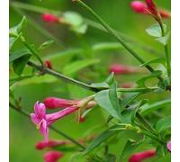Extra Large Jasmine Beesianum Climber Red Jasmine Fragrant Plant In A 7.5 Litre Pot By Direct Plants